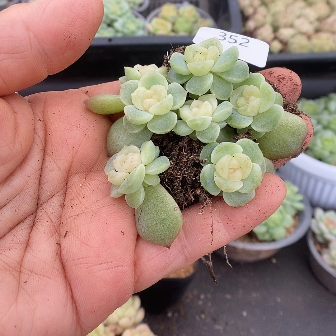 一物一拍一物一拍911-352