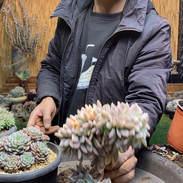 张***姐567号淡雪多肉植物