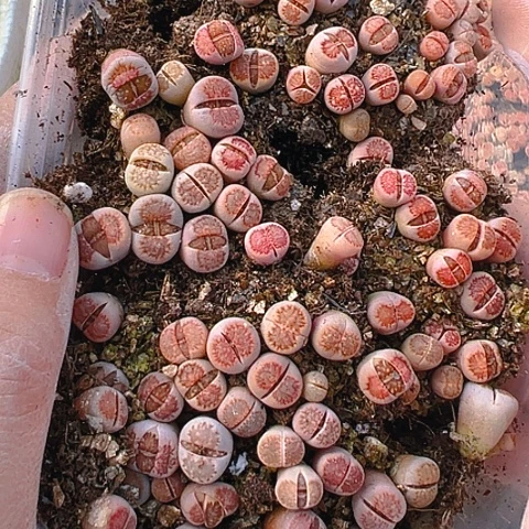 【闪购商品】云**?24864