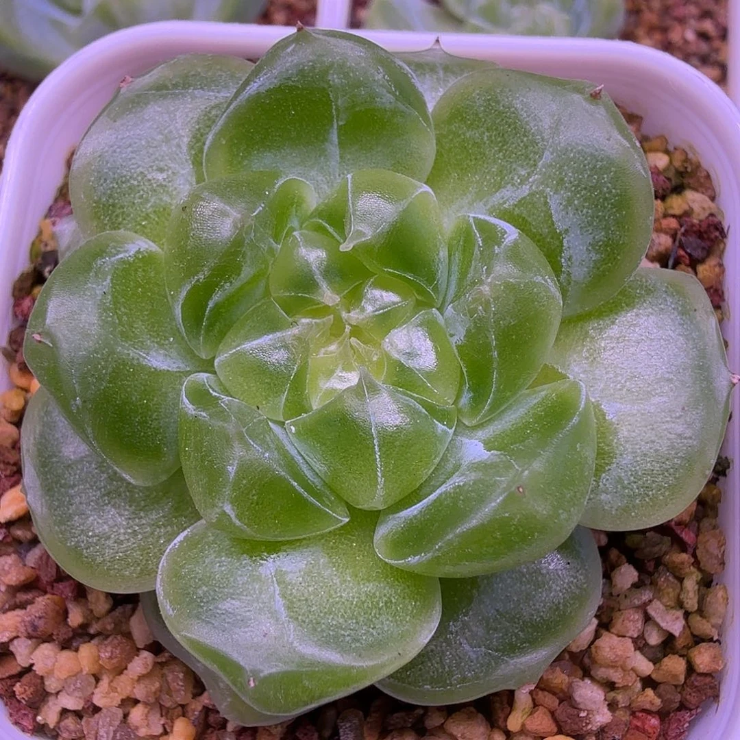 精控泼天富贵一物一拍