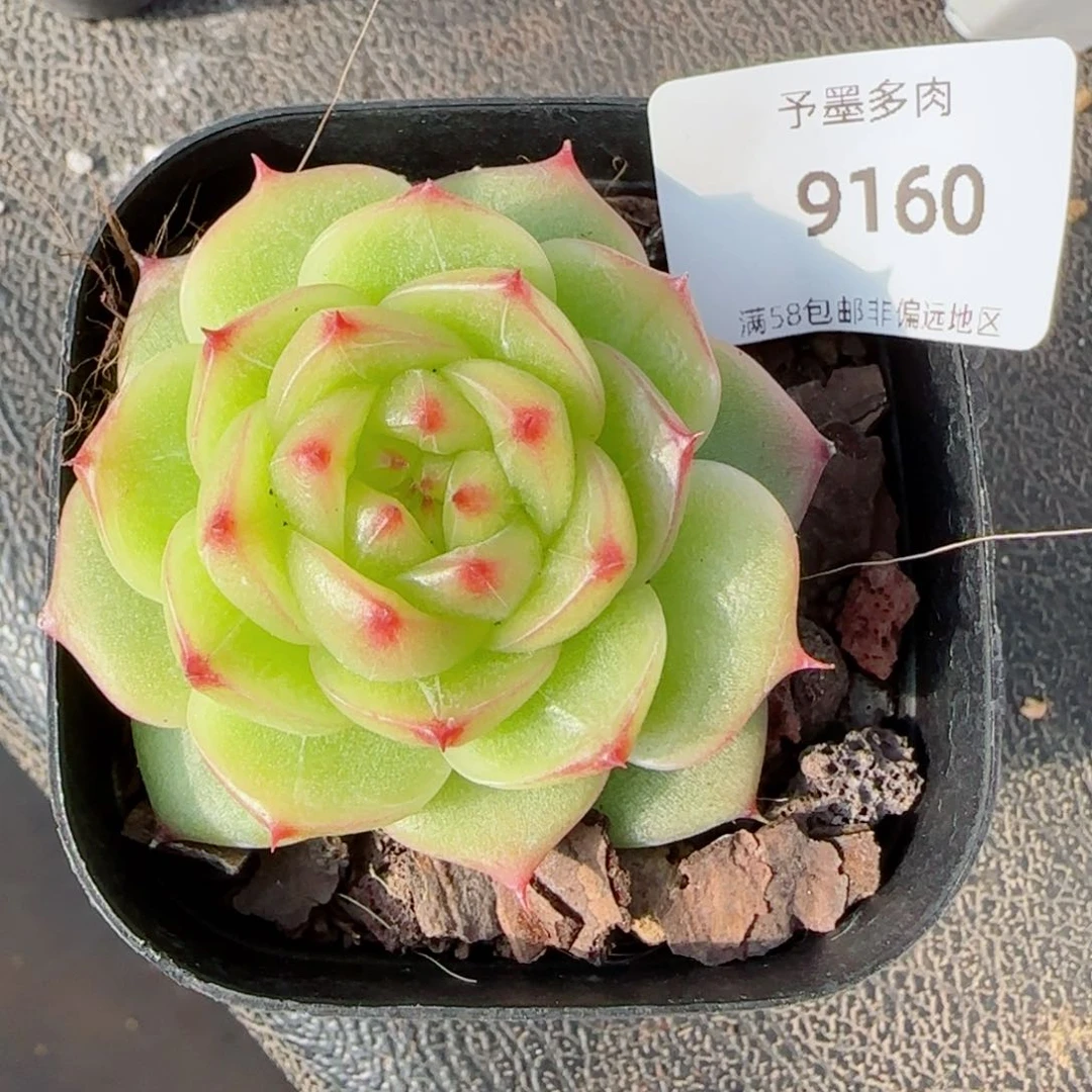 绿透珍妮，9160多肉