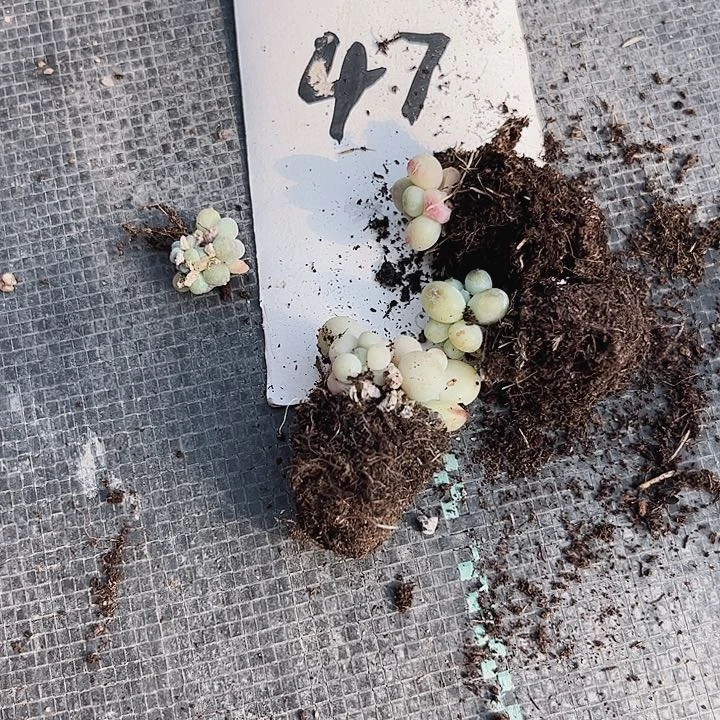 菲**主47密密麻麻密密麻麻