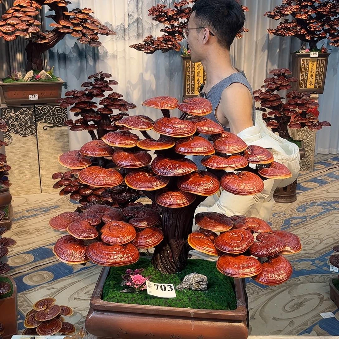 柒***宇无花朵8888888888