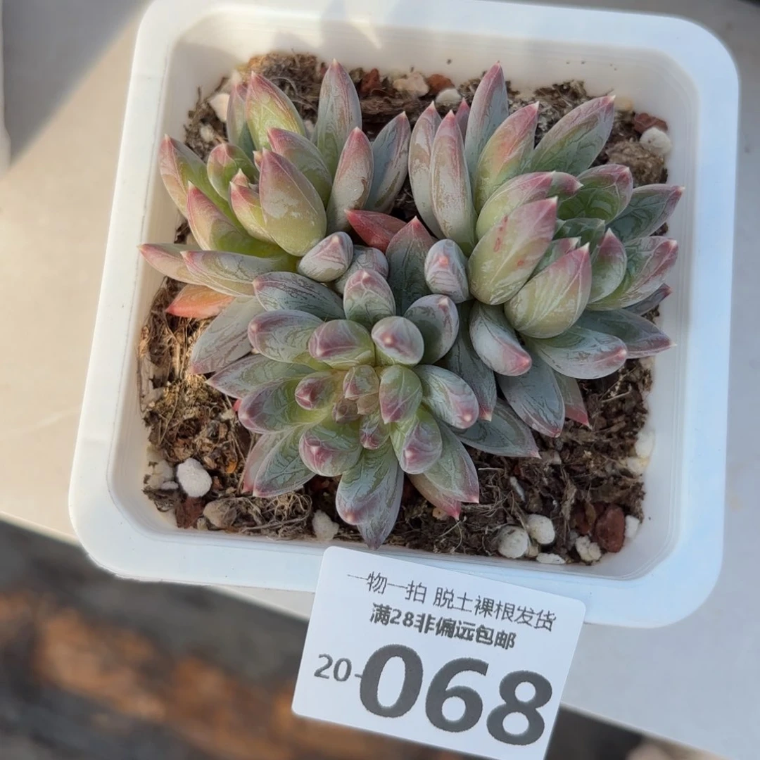 重楼老桩多肉多肉多肉