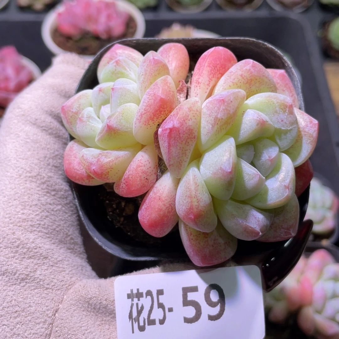 花利美25-59冰玉双头