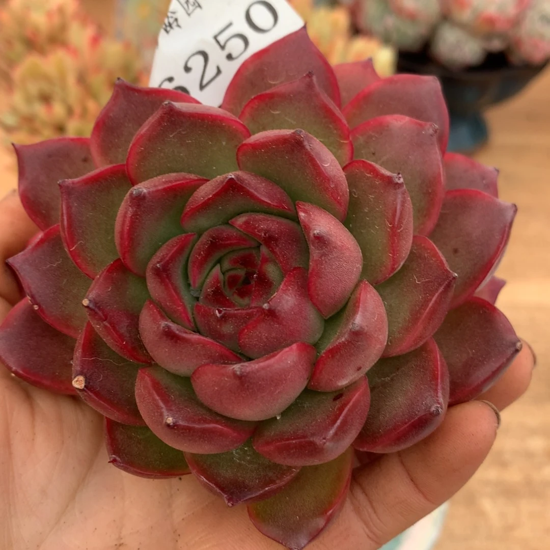 6250杂交多肉老桩