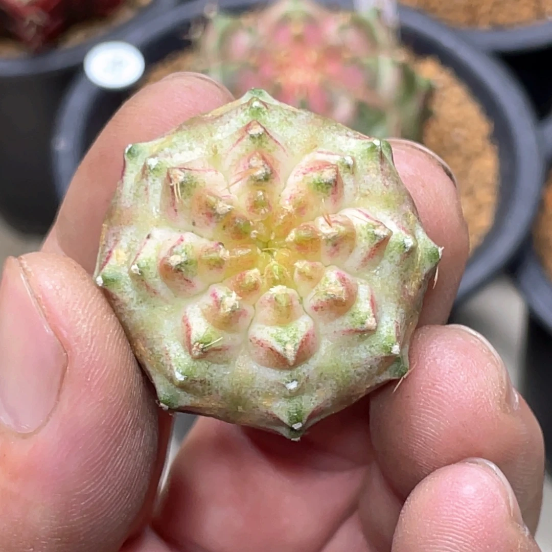 杨***。当前无花朵，栽培后可花朵梦想白轮回