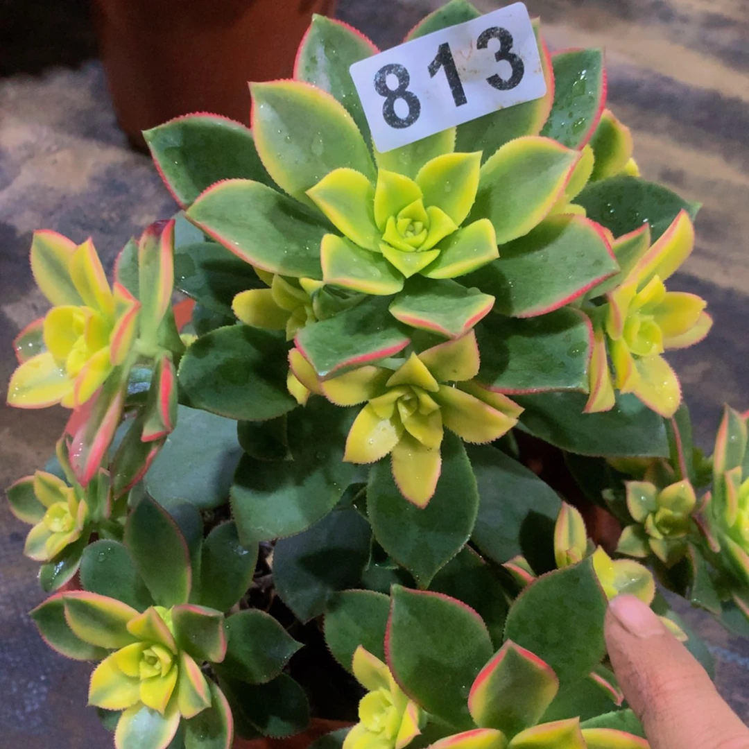 【闪购商品】813艳日辉多肉