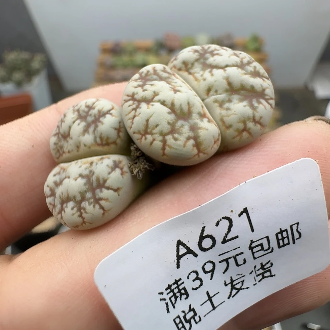 621多肉哈哈哈哈哈哈哈