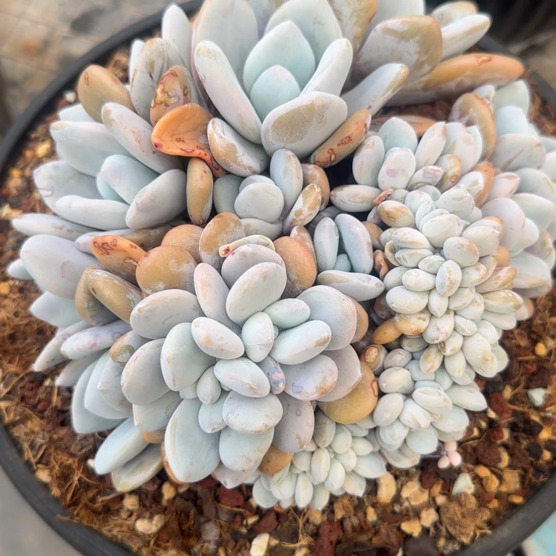 多肉植物一物一拍