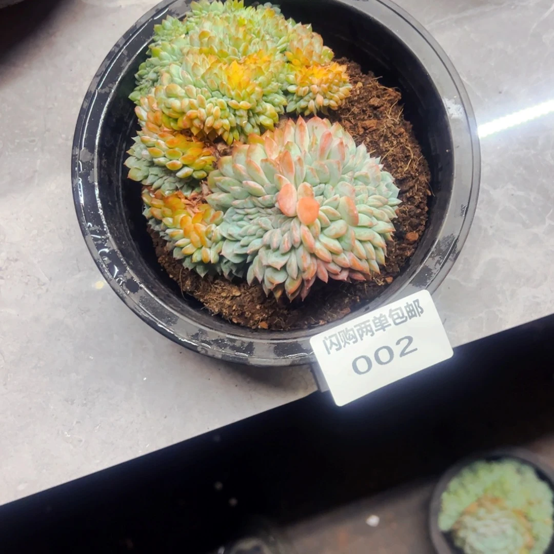 小***間多肉植物组合盆栽