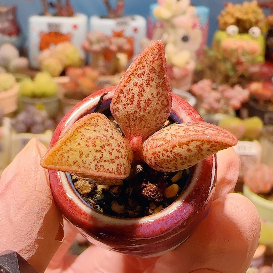 T可爱红太平盆口2.5cm