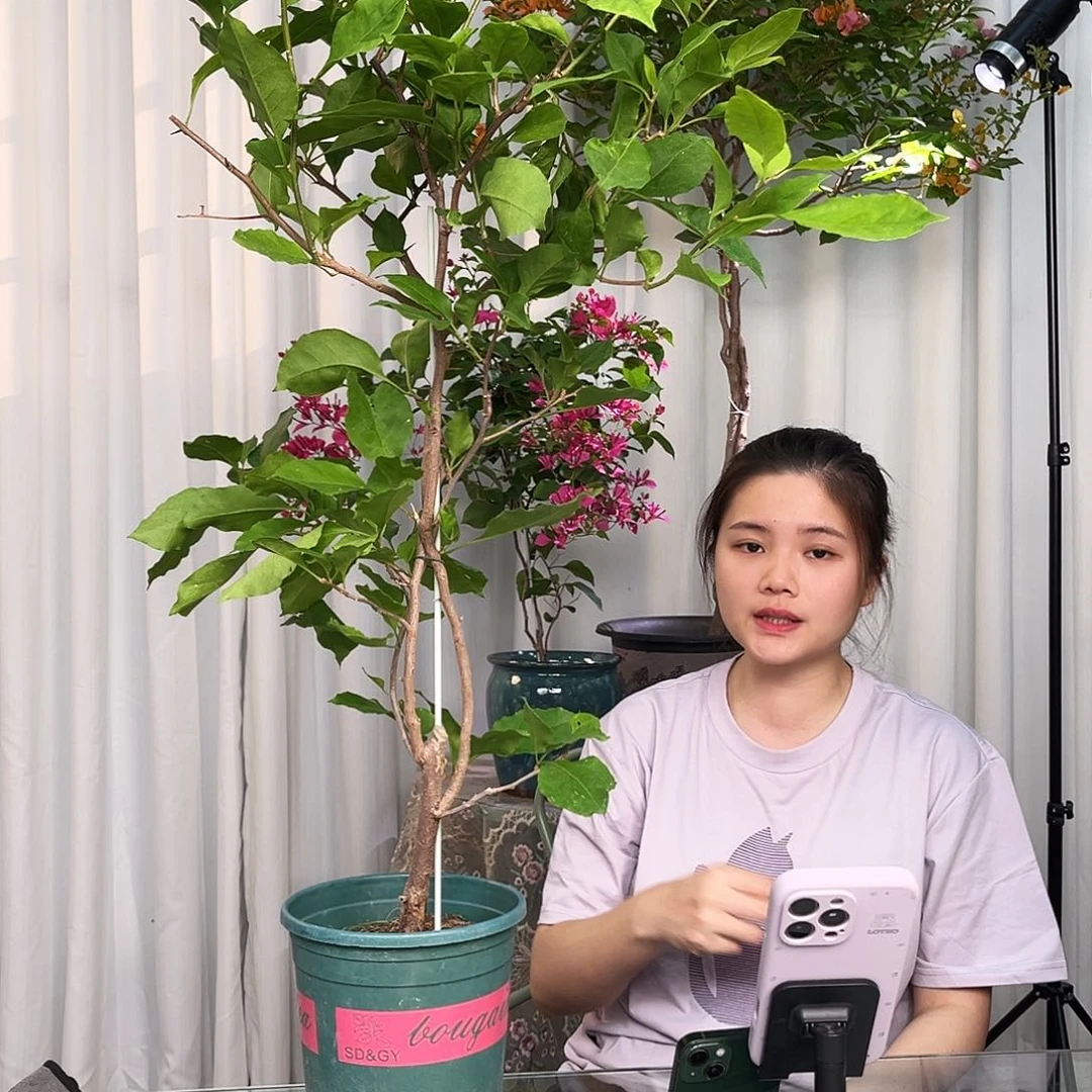 当前无花栽培后可以开花变色龙带竹一颗