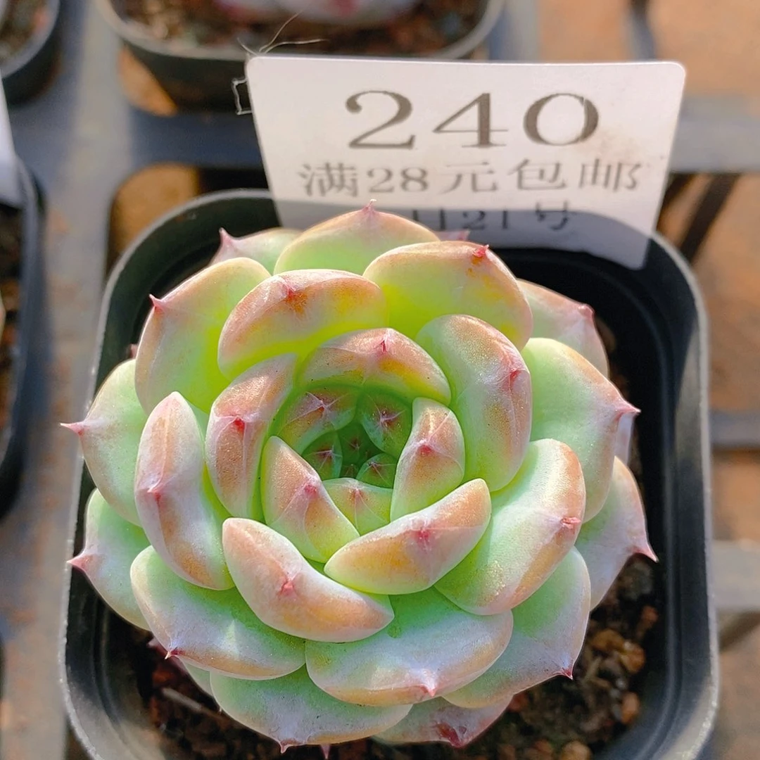 【闪购商品】云240