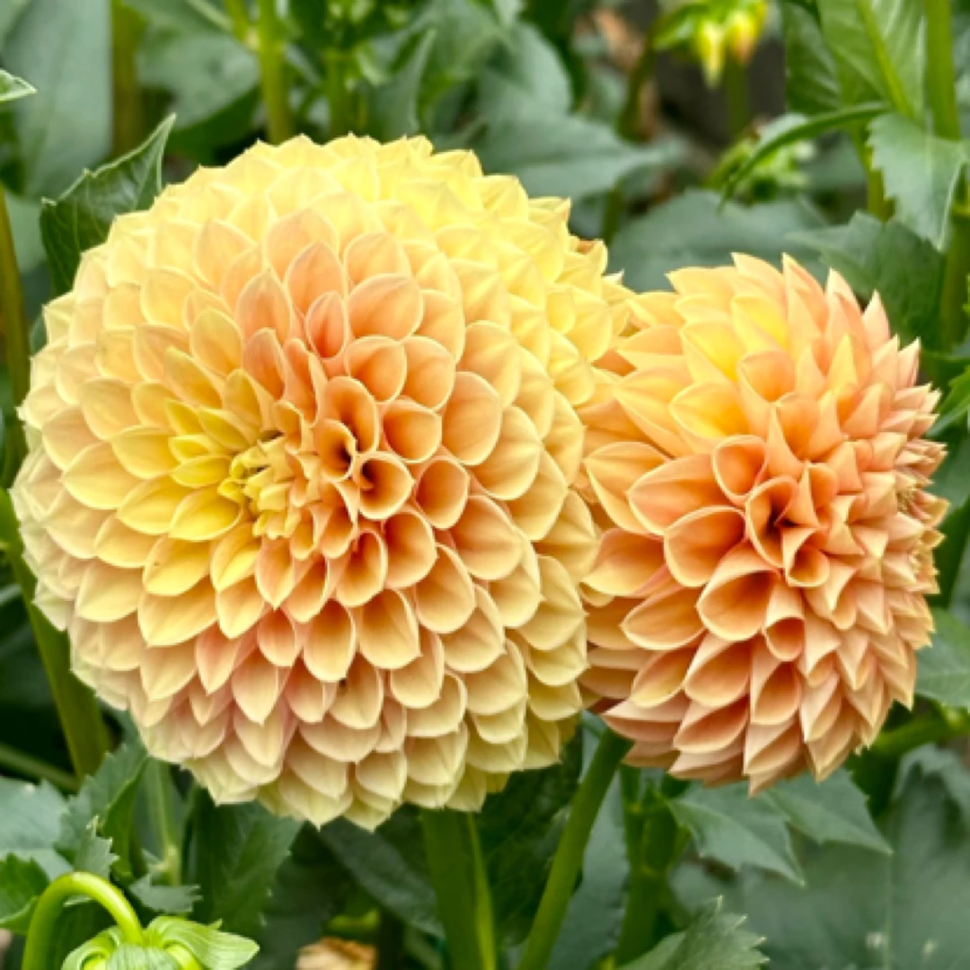 【Formby Crest徽章】大丽花超大花形精品进口整坨球