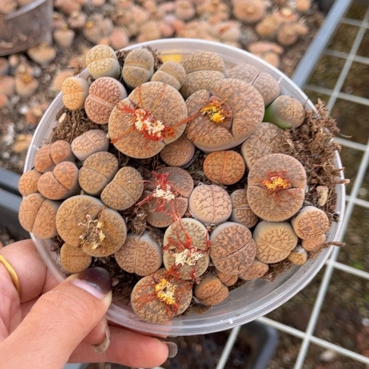 一盒一箭之遥88888888888