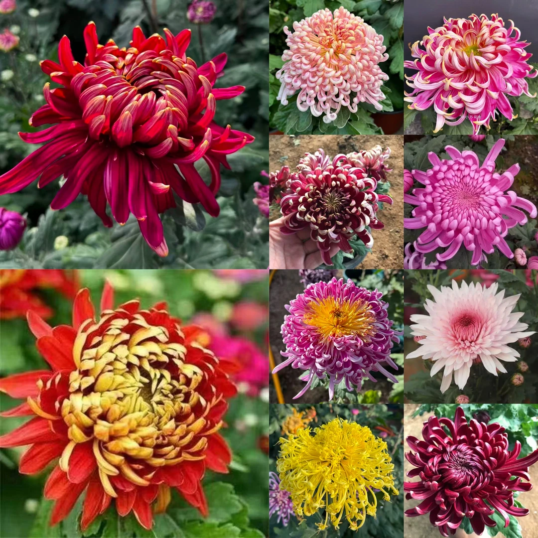 （拍一单十颗混色）菊花小苗一年四季开花适合庭院室内阳台种植