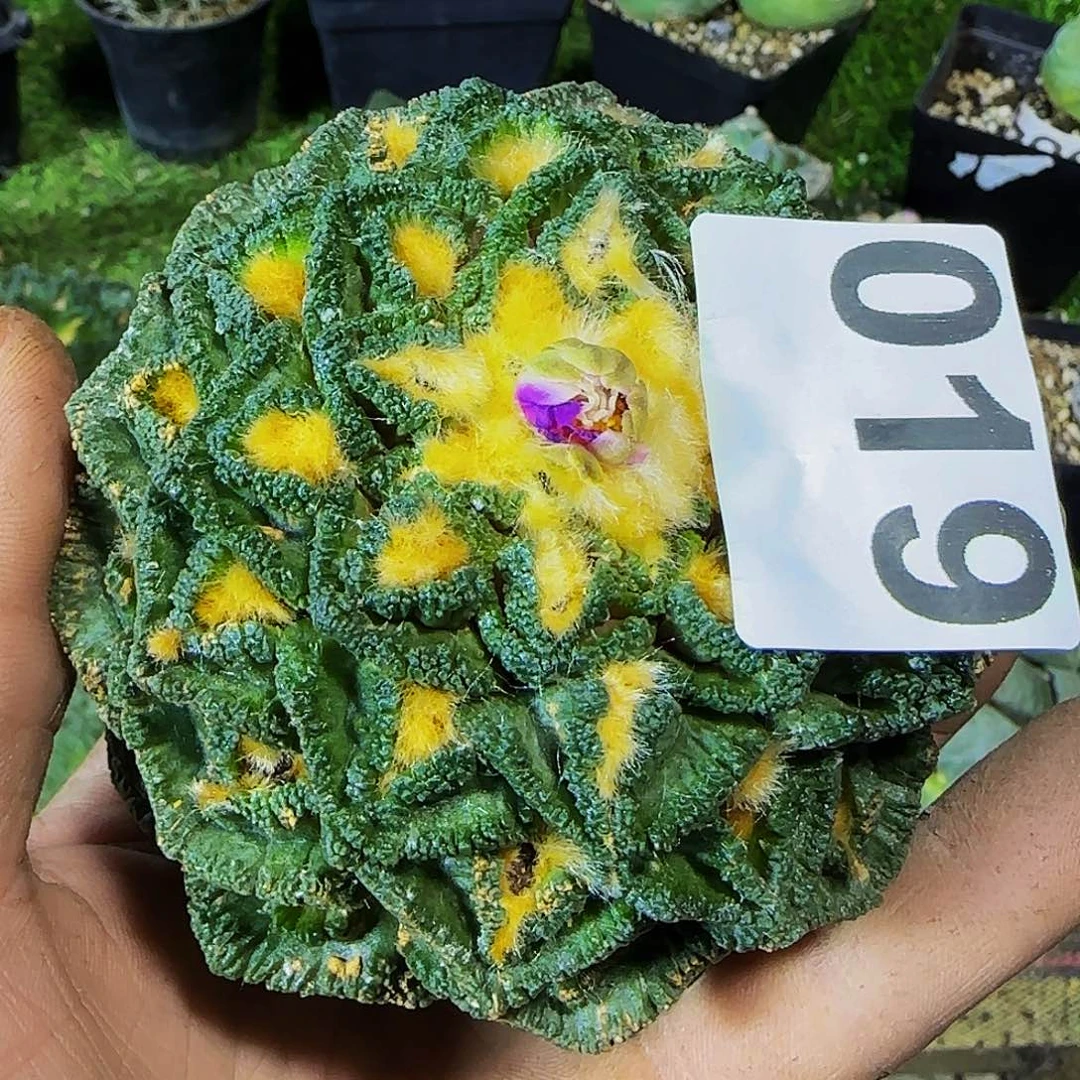 一*将金毛龟甲辛顿019