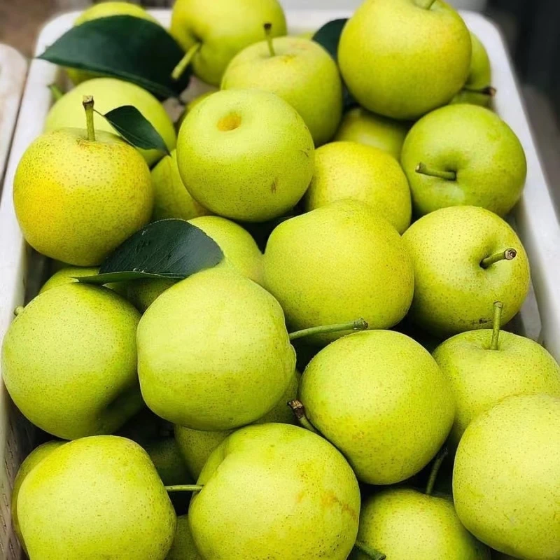 现摘砀山青皮梨清甜爽口酥脆爆汁农家自产水果整箱直供新鲜早酥梨