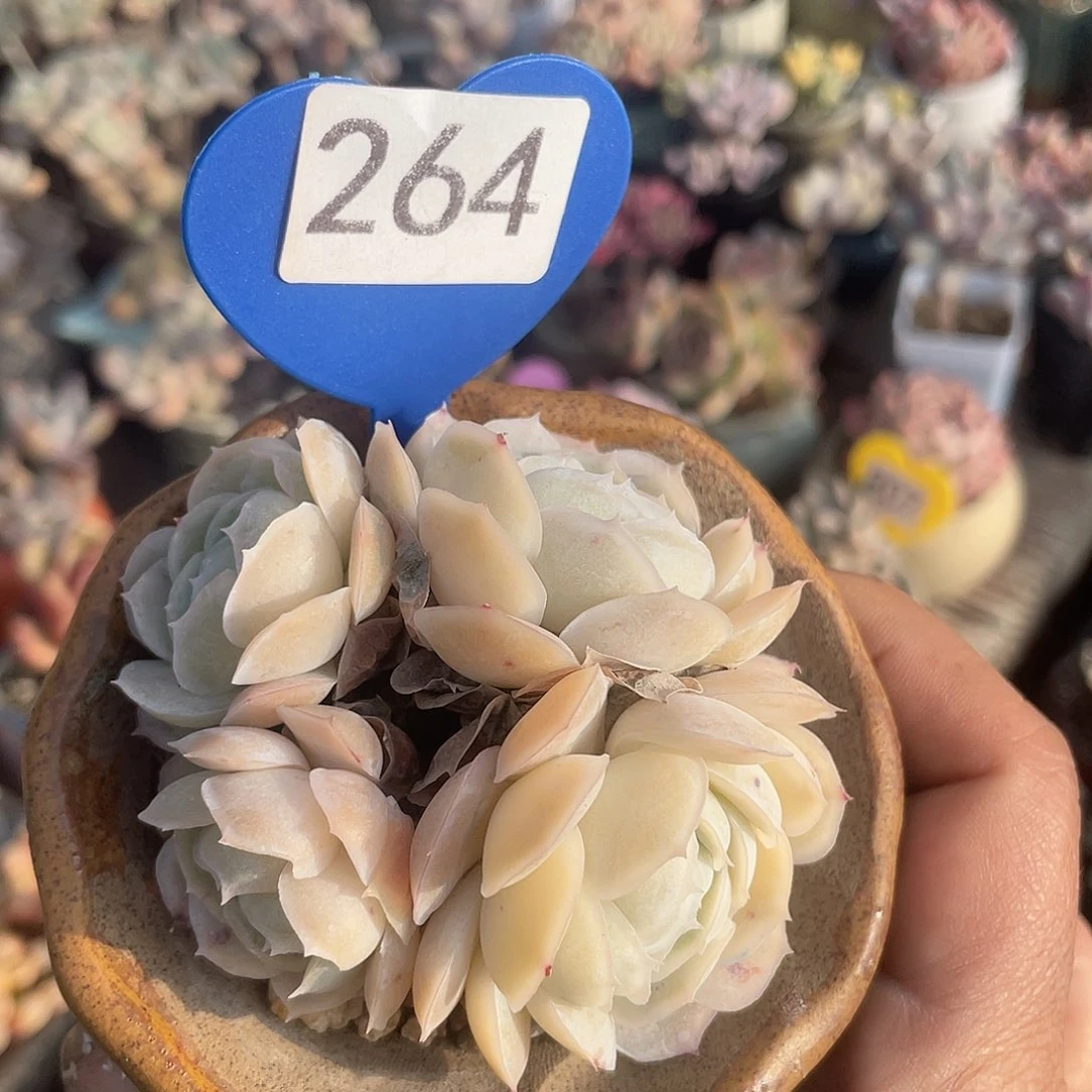 西娜 带盆发货 7口盆