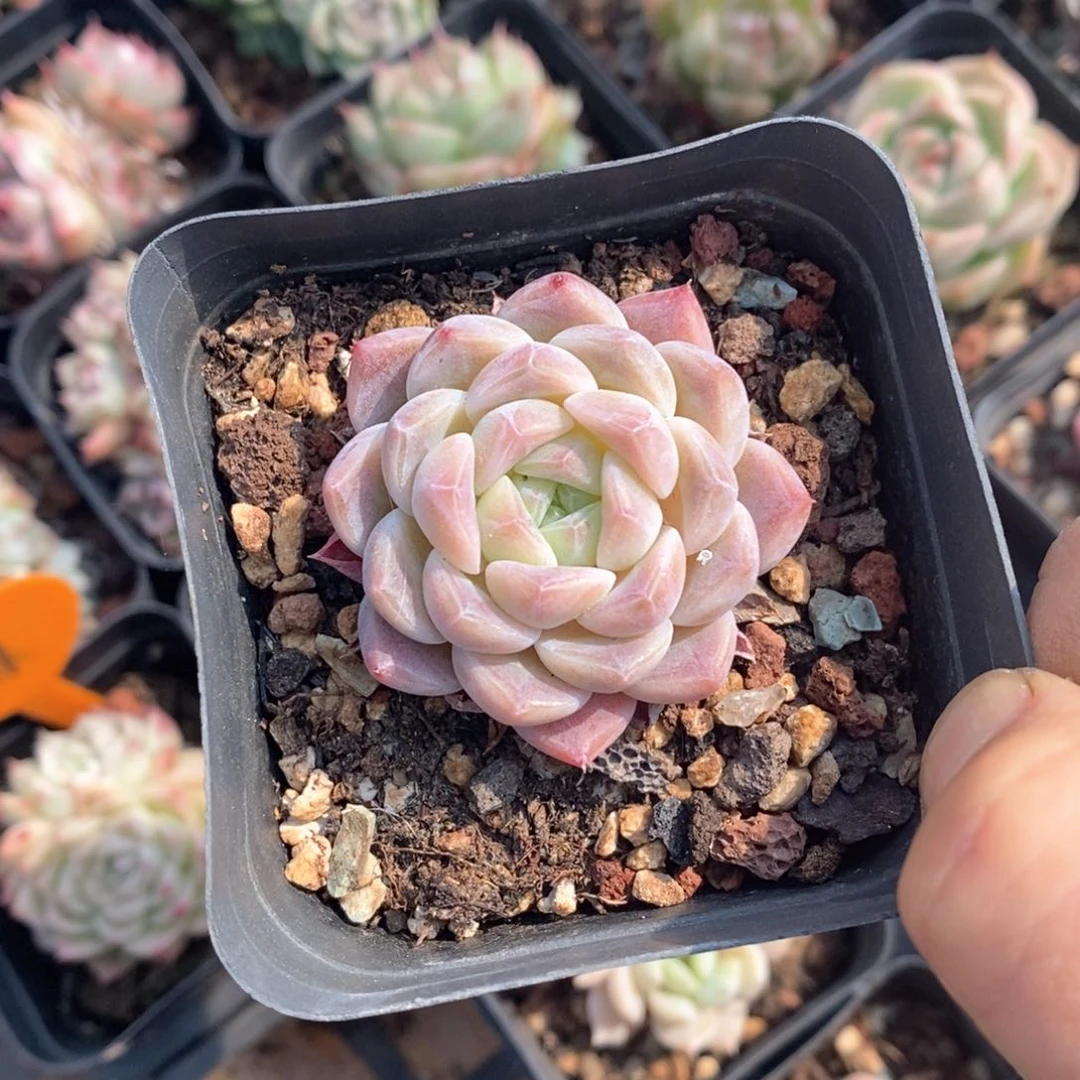 精品多肉一物一拍不包整68