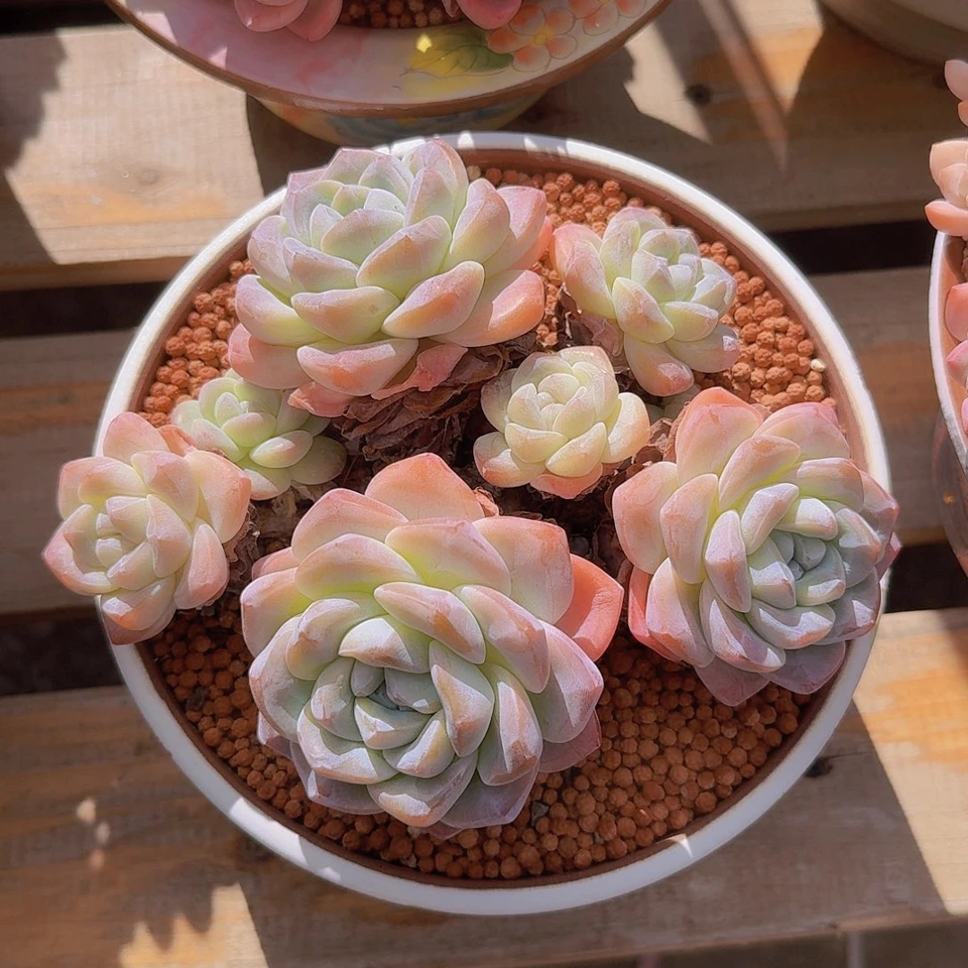 人****冰玉多肉一物一拍