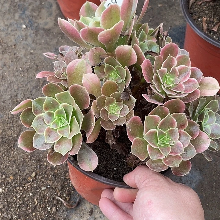 863香妃多肉植物法师
