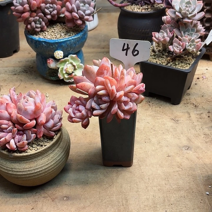 猫***-多肉植物，星影46号
