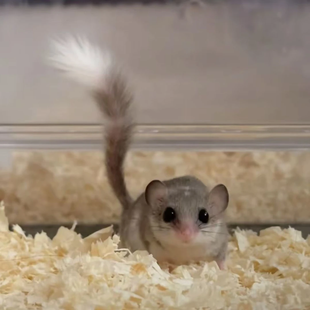 可爱家养小鼠宿舍小宠灵动观赏鼠拇指鼠小型迷你小龙猫仓鼠宠物