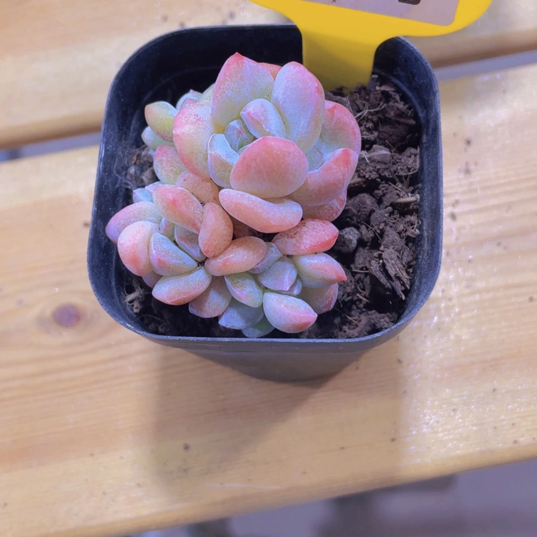 1332号 大白兔朵朵缀