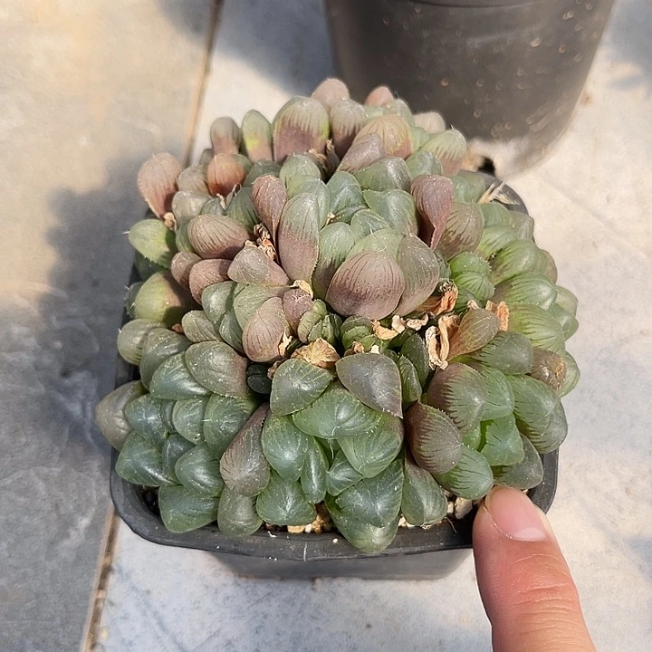 无花朵玉露大群一物一拍