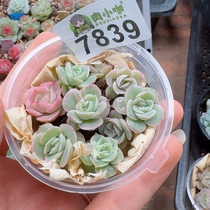 多肉植物多肉植物