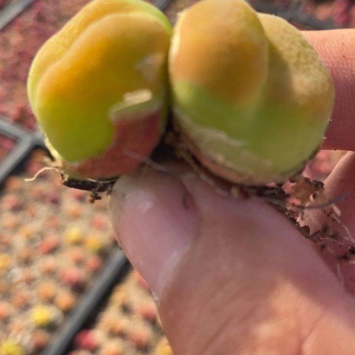 2520一颗一颗一颗