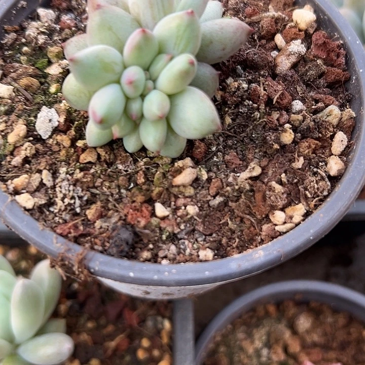 虞美人叶插群生缀化