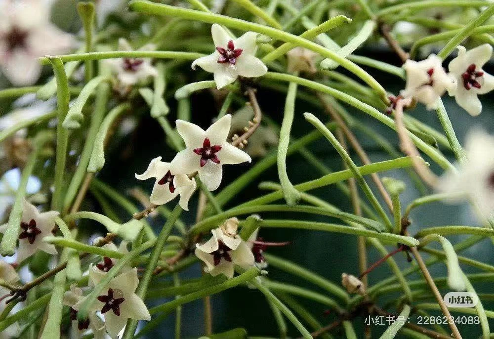 【断叶球兰】条形叶片阳台办公室垂吊款球兰白色长藤勤花