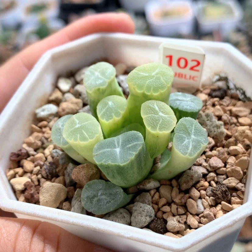 【闪购商品】102万象锦