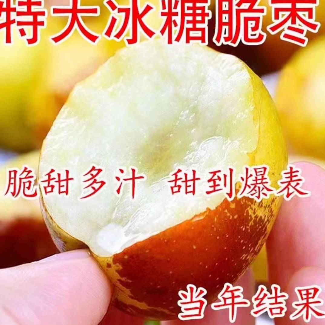 冰糖脆枣树原盆原土发货