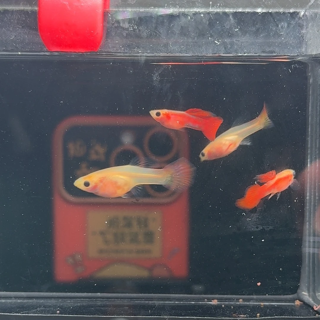 孔雀鱼玻璃猫孔雀鱼13