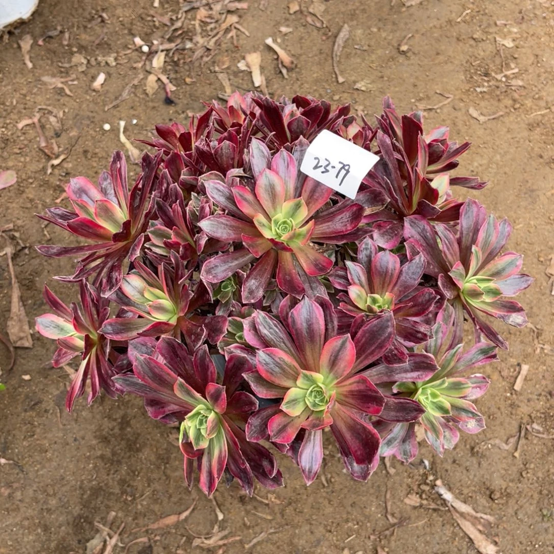 11-23-79婚纱法师锦