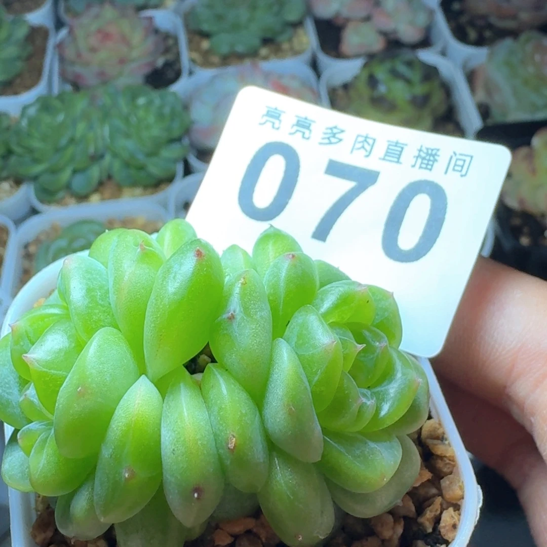 双头透绿体            精美多肉植物