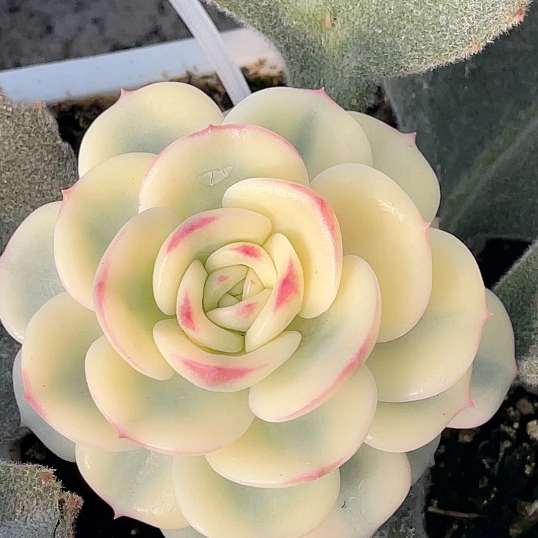 尚品园艺福利锦7895可落地