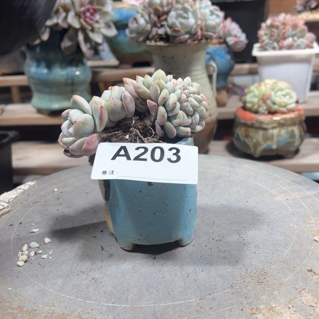 203多肉多肉多肉多肉