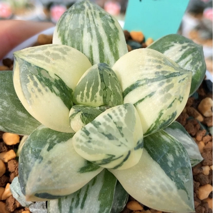 【闪购商品】寿锦115