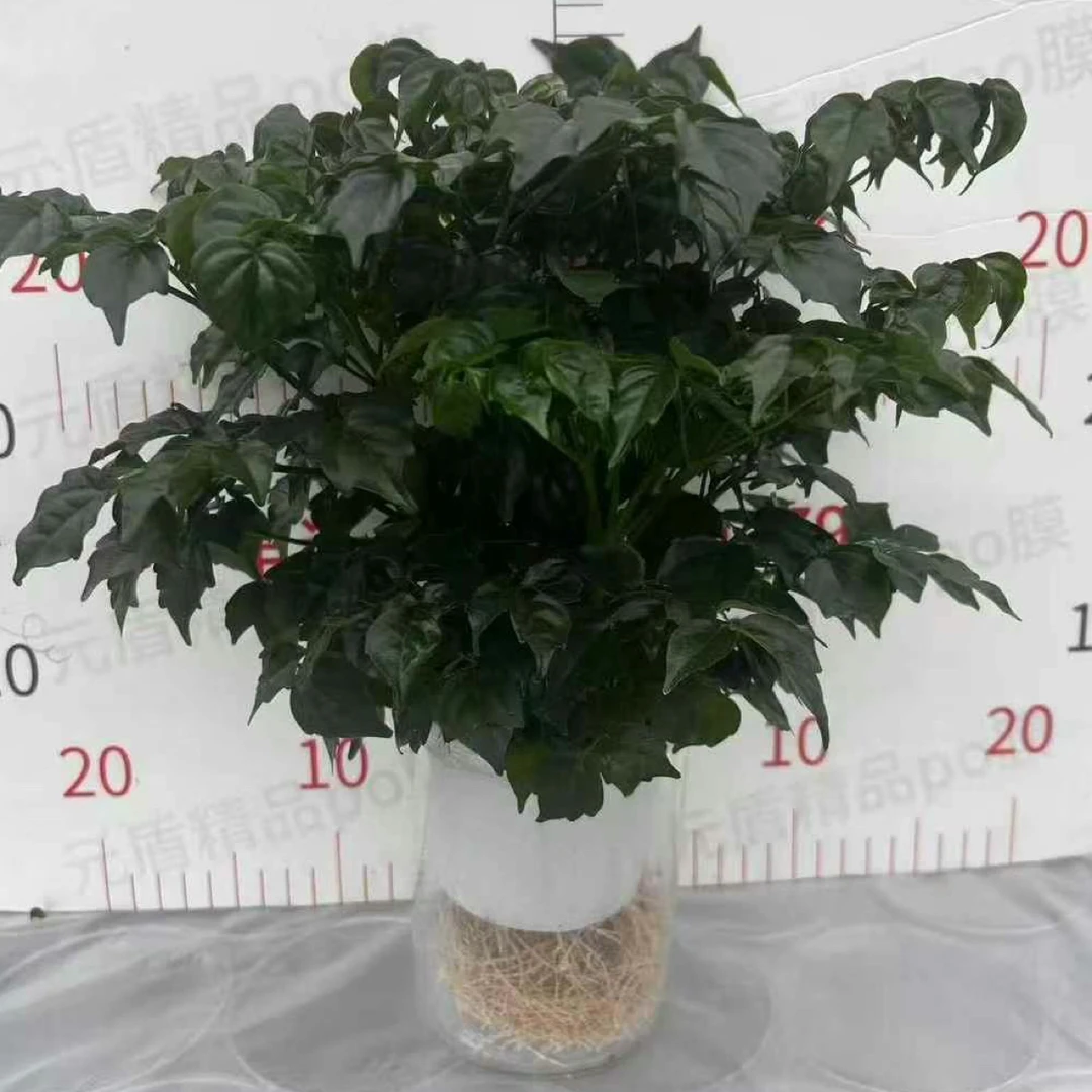 幸福树土培半水培绿植四季常青好养活办公室客厅桌面盆栽
