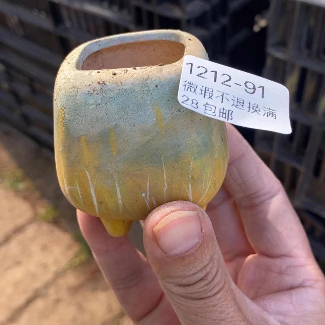 91号多肉盆口径3小可爱