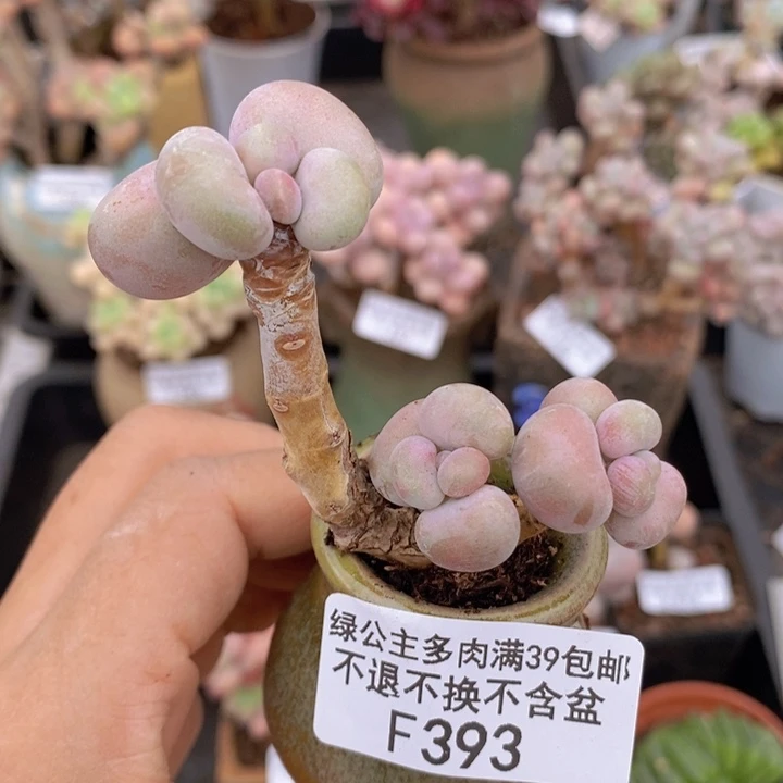 腰子桃蛋393多肉植物