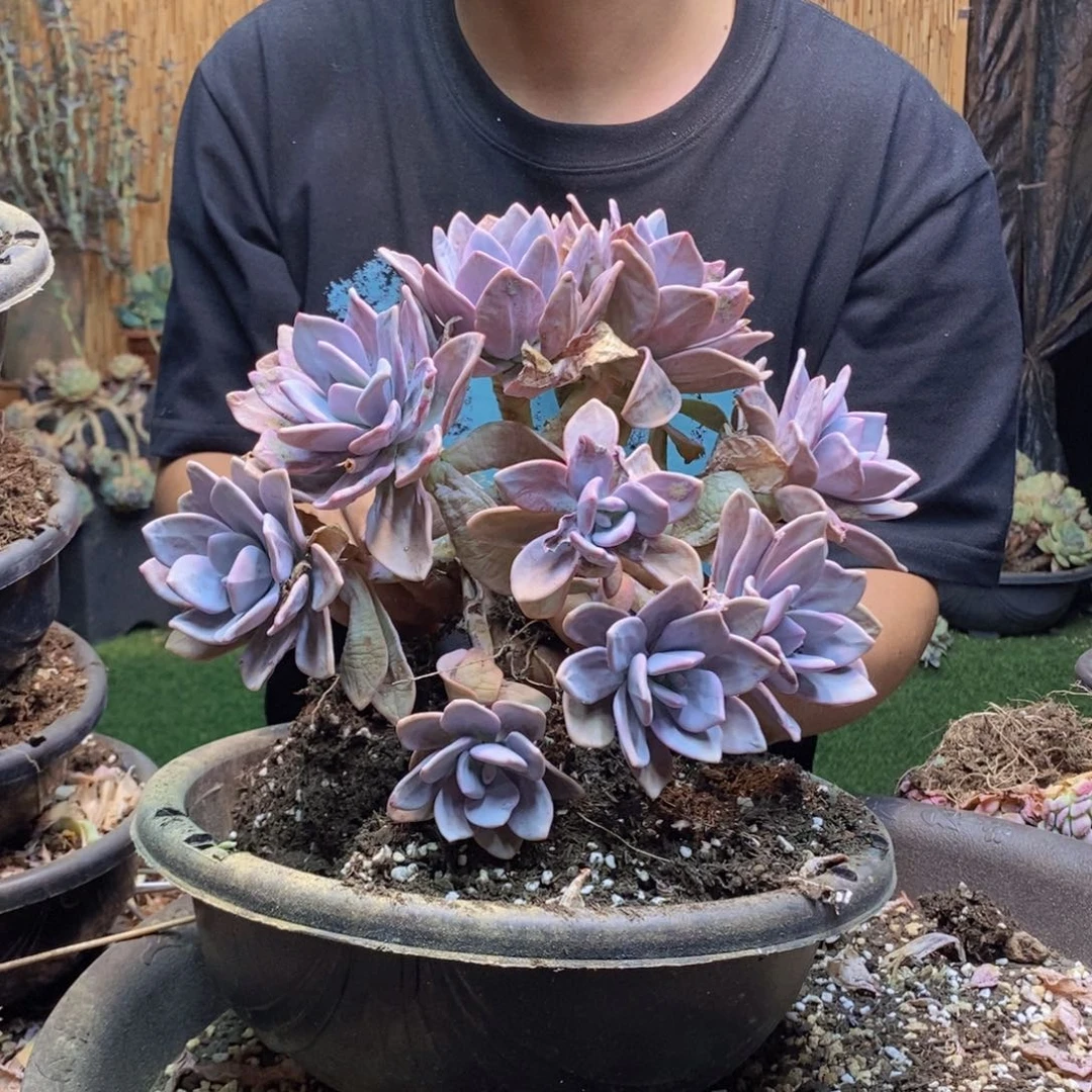 小***1A11号粉兔多肉