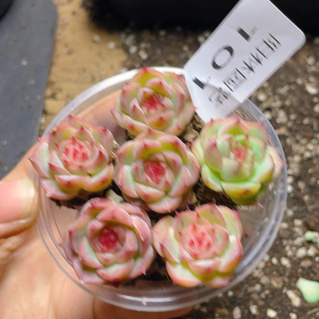 多肉植物多肉植物101