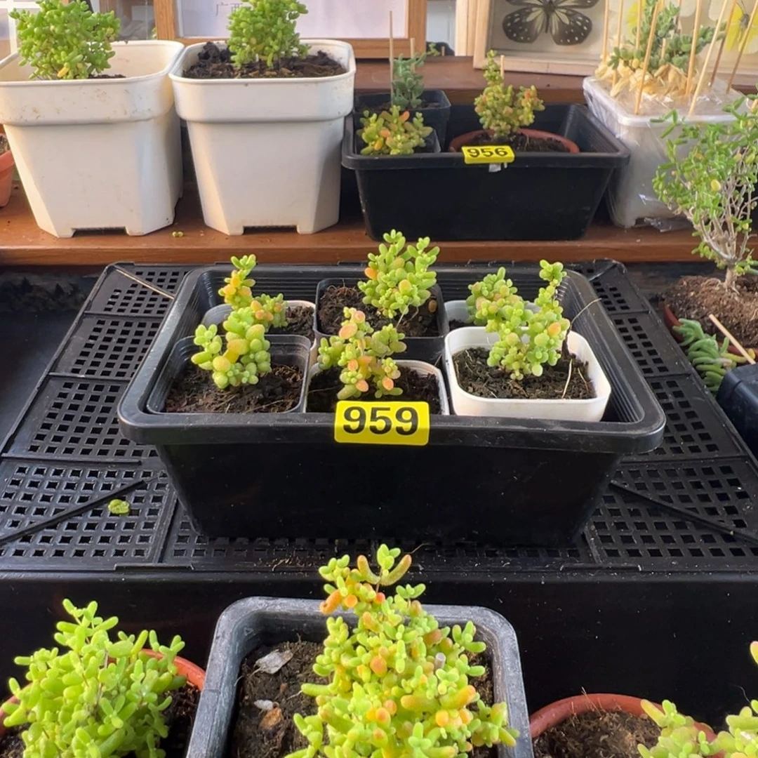 枝干番杏多肉植物959