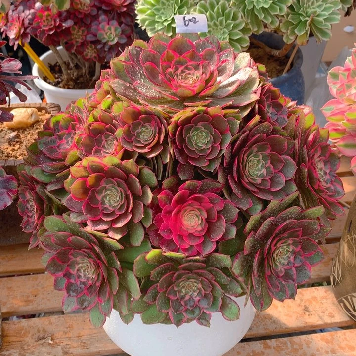 602粉花妖 夜宴精品法师